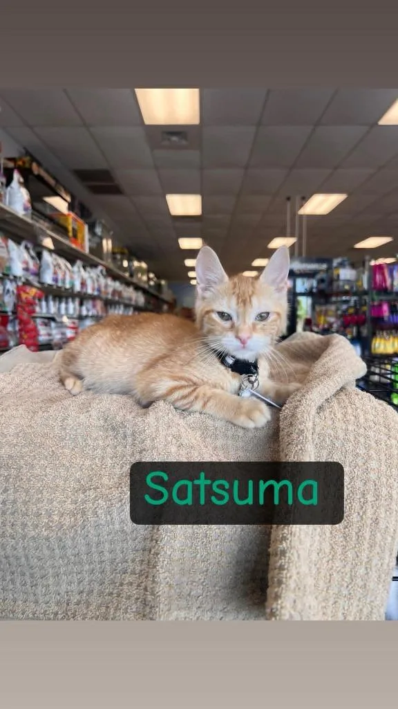 A baby medium-sized male Domestic Short Hair cat named Satsuma for adoption in Rome, GA