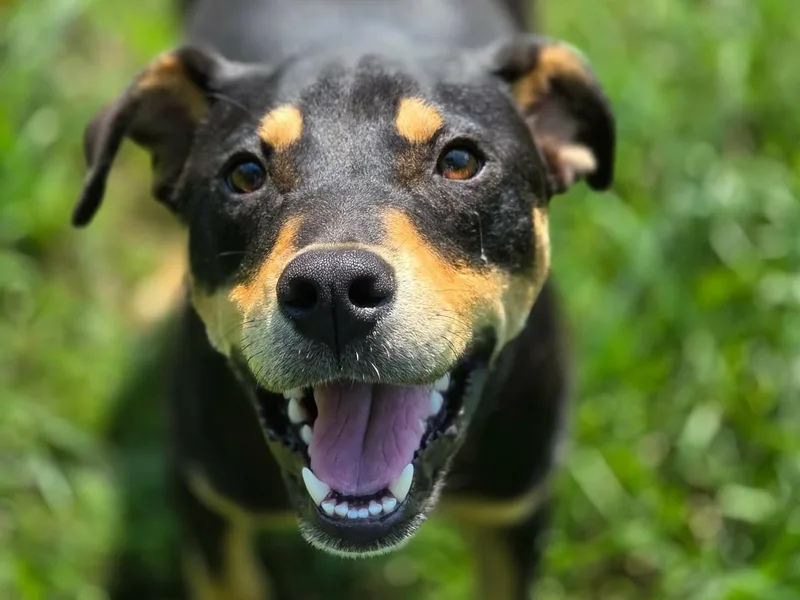 A young medium-sized female Tricolor (Brown, Black, & White) Rottweiler dog named Odessa for adoption in Anniston, AL