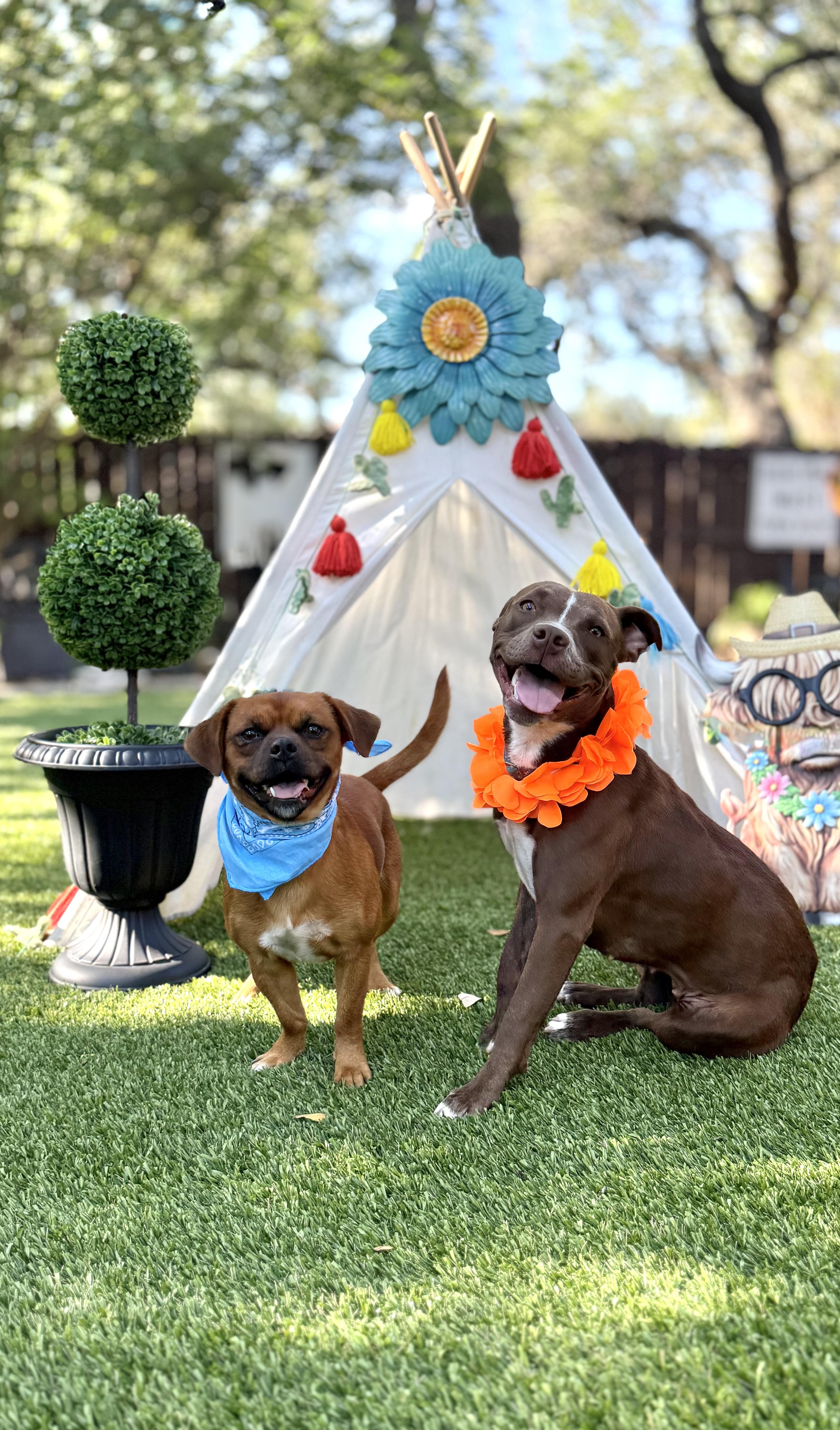 Mocha & Boston