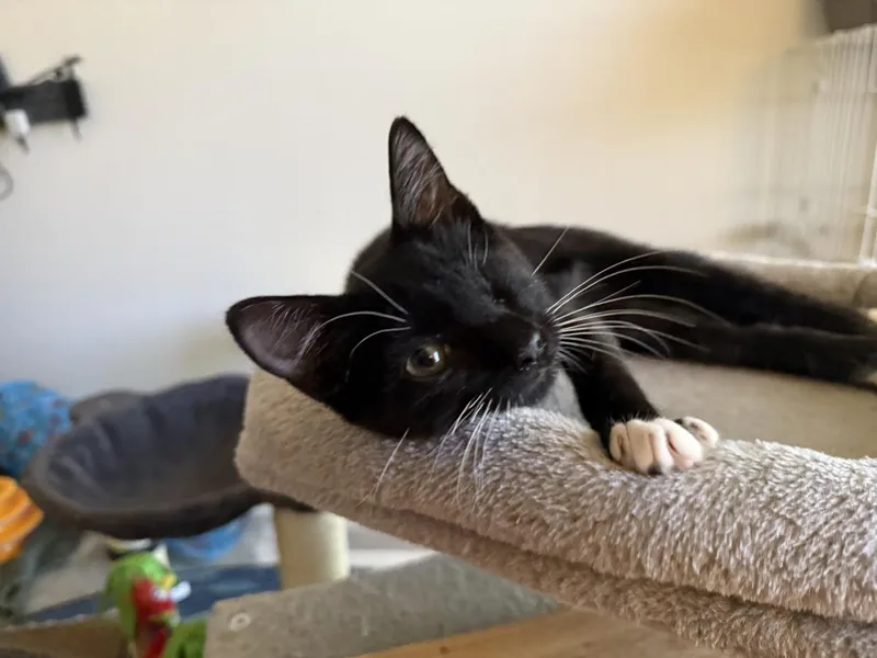 A baby small-sized male Black Domestic Short Hair cat named Jawwsh Clench for adoption in Chandler, AZ