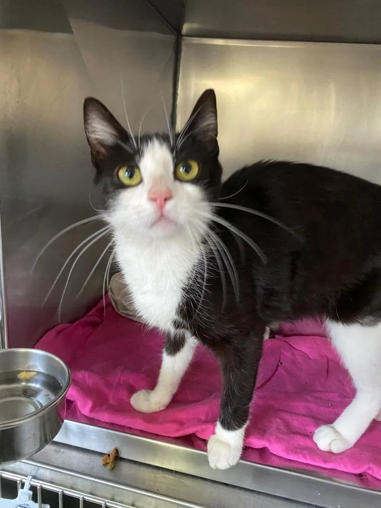 A young medium-sized female Domestic Short Hair cat named Patty for adoption in Pomona, NY