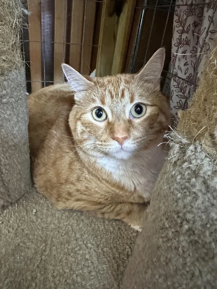 An adult large-sized male Orange & White Tabby cat named Oliver for adoption in Crescent City, FL