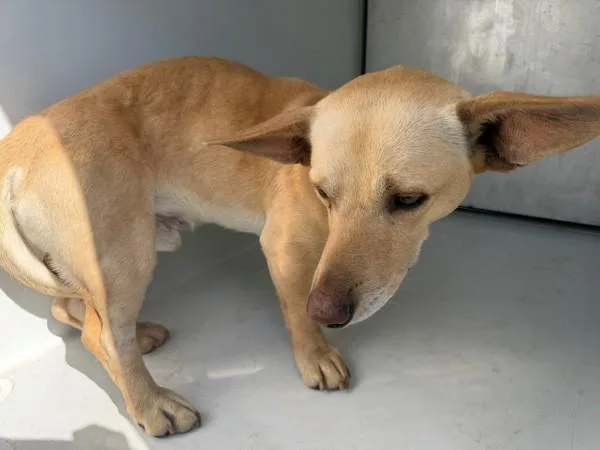 An adult medium-sized male Chihuahua dog named Pen C  Peanut for adoption in Lawrenceville, GA