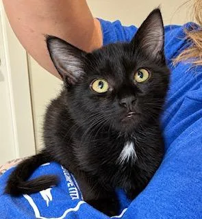 A baby medium-sized male Domestic Medium Hair cat named Chainsaw for adoption in Houston, TX
