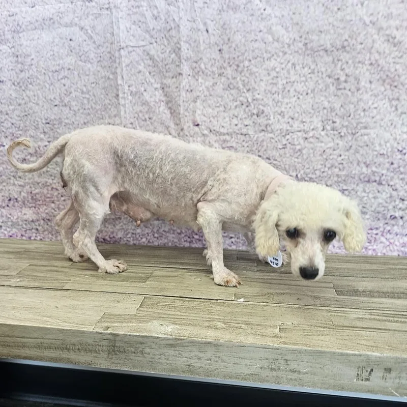 An adult small-sized female White / Cream Bichon Frise dog named Emma for adoption in Normal, IL