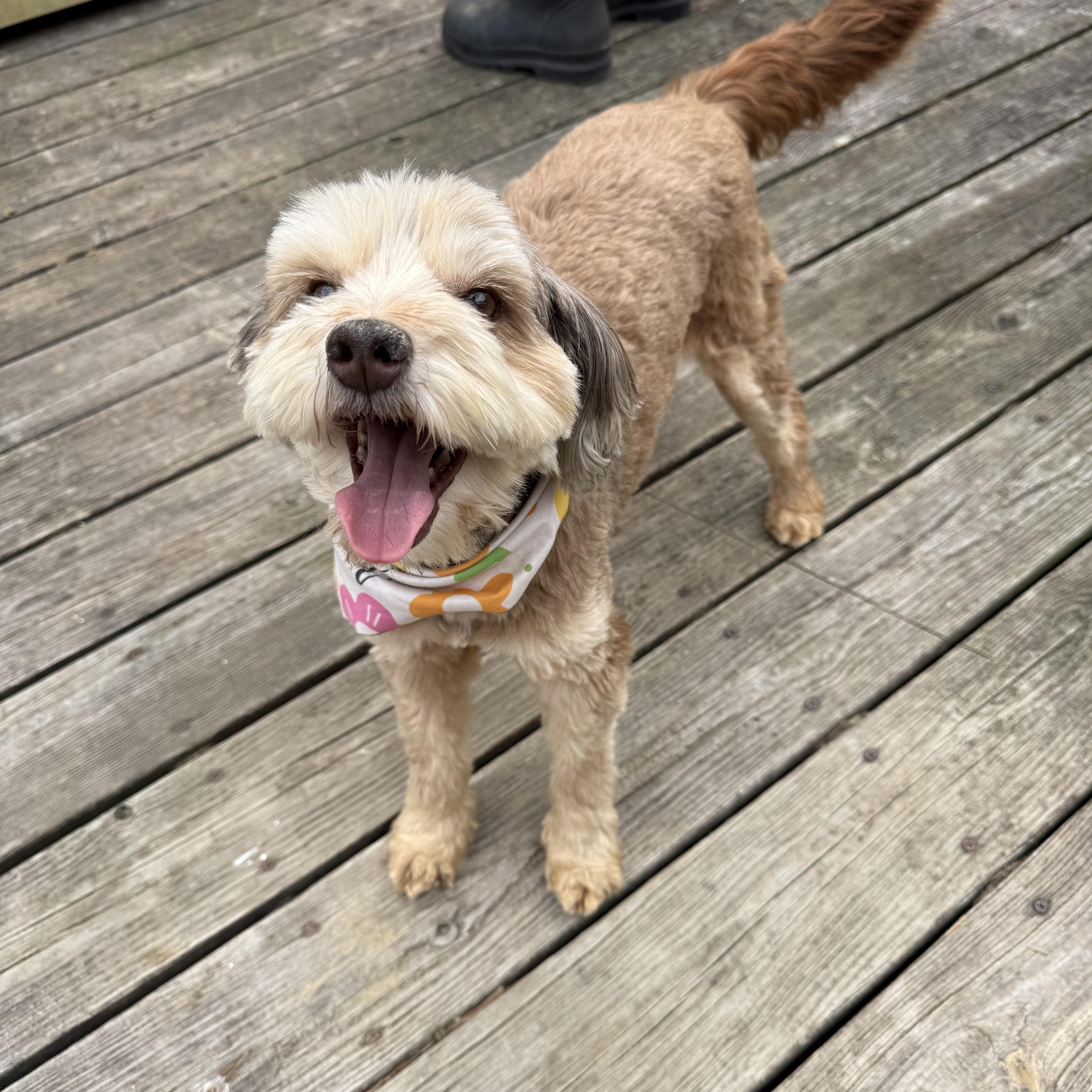 An adult small-sized female Goldendoodle dog named Penny for adoption in Saratoga Springs, NY