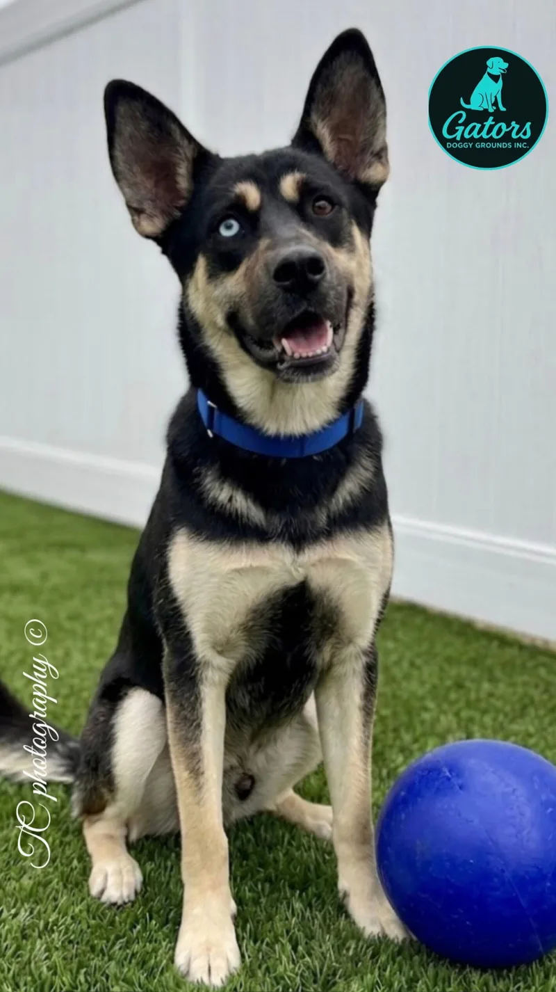 A young medium-sized male Tricolor (Brown, Black, & White) Husky dog named Ziggy for adoption in Hortense, GA