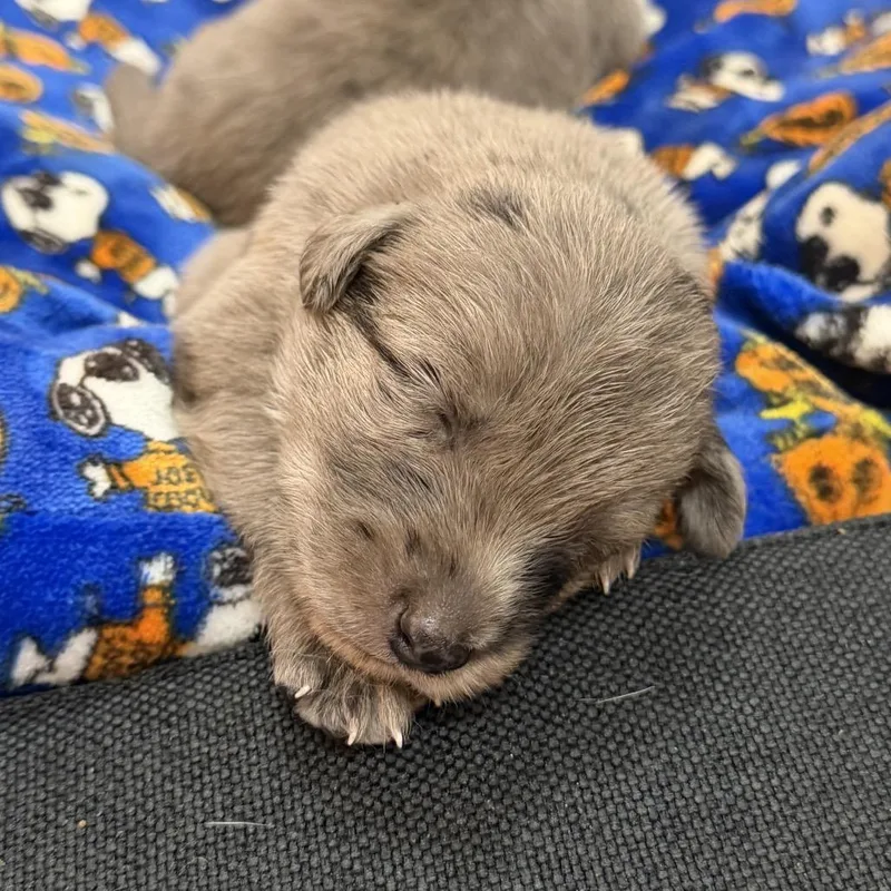 A baby small-sized female Border Collie dog named Baby girl for adoption in San Diego, CA