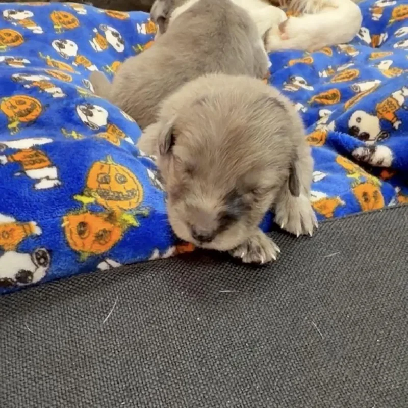 Baby girl thumbnail 2