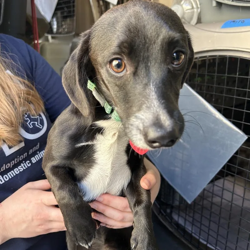 A young small-sized male Black Dachshund dog named Pepperoncini for adoption in Point Richmond, CA