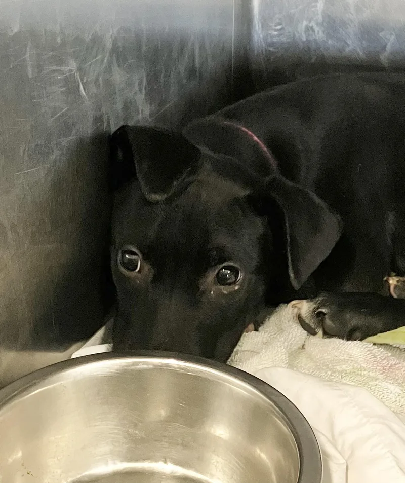 A baby medium-sized female Labrador Retriever dog named Mara for adoption in Parma, OH