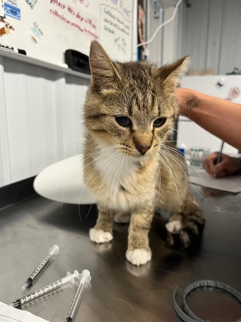 A young medium-sized male Domestic Short Hair cat named Thomas silo for adoption in Pierceton, IN