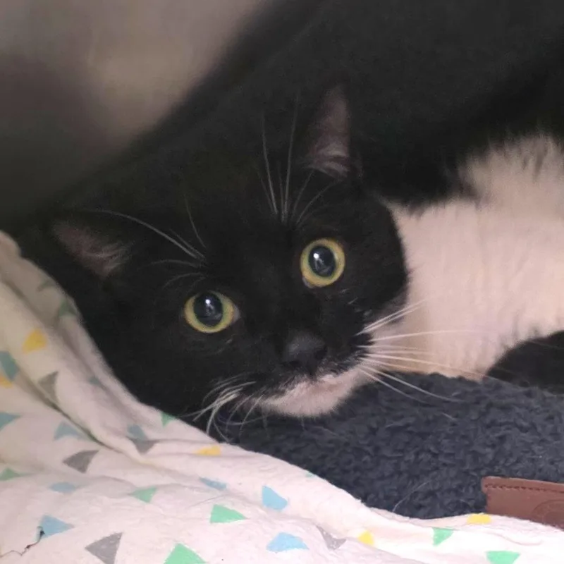 An adult medium-sized female Black Domestic Short Hair cat named Patches for adoption in Gloucester, VA