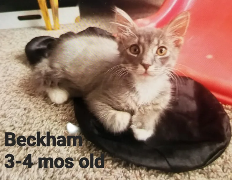 A young small-sized male Gray & White American Shorthair cat named Beckham for adoption in Mount Pleasant, SC