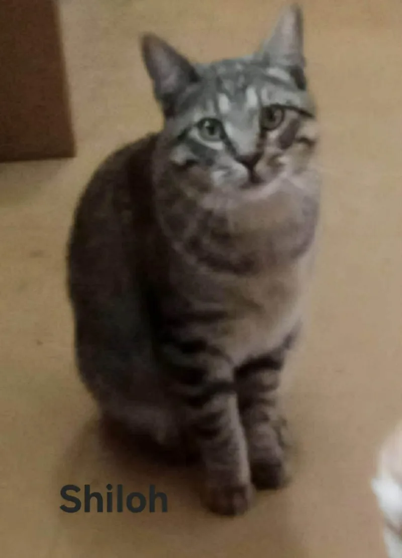 Shiloh