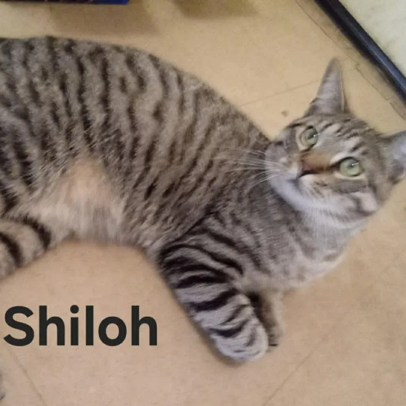 Shiloh thumbnail 3