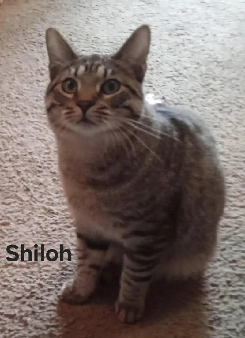 Shiloh thumbnail 4