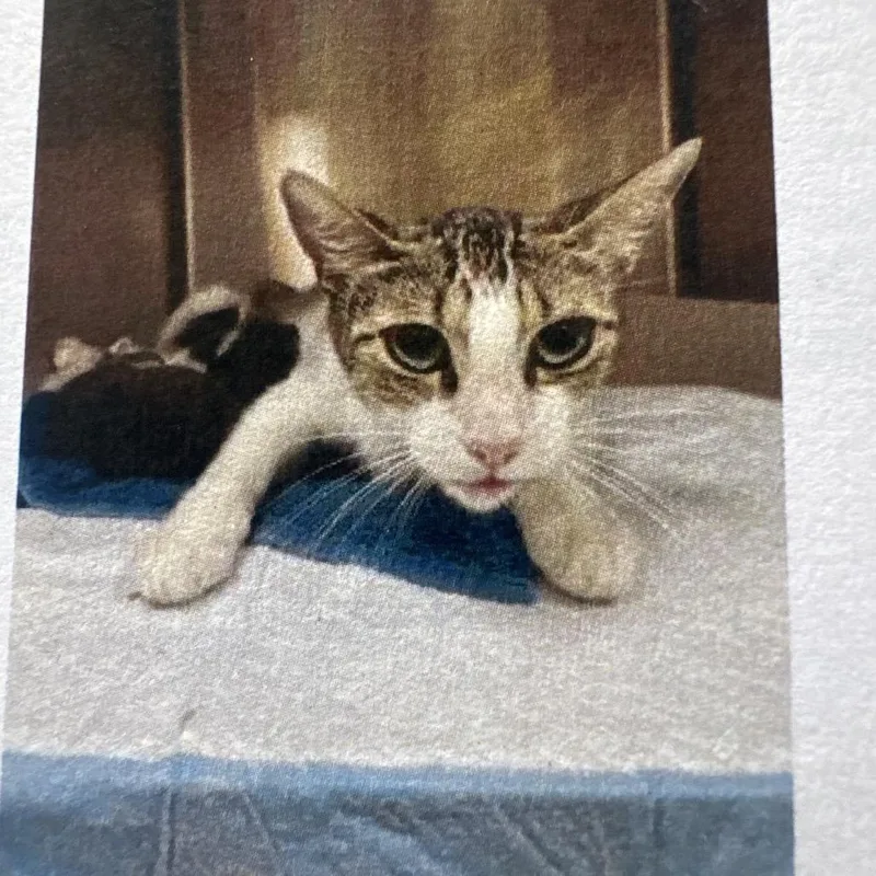 An adult small-sized female Brown / Chocolate Domestic Short Hair cat named Coffee Bean for adoption in Lake Jackson, TX