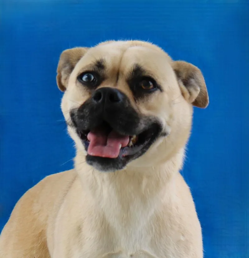 An adult medium-sized female Pug dog named Cuba for adoption in Pasadena, CA