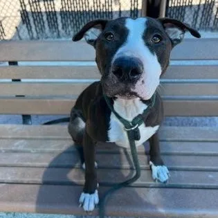 An adult large-sized female Pit Bull Terrier dog named Pearl for adoption in Philadelphia, PA