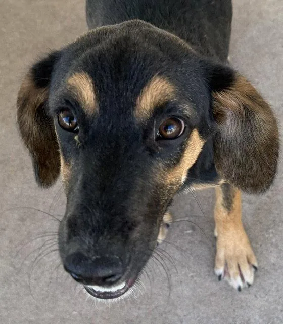 A young medium-sized female English Coonhound dog named Lady for adoption in Carrollton, GA
