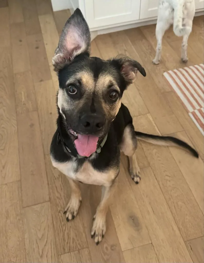 An adult large-sized male Black Mixed Breed dog named Aj for adoption in Warr Acres, OK