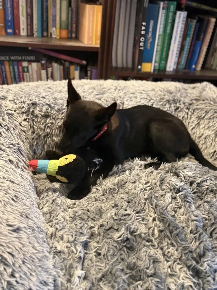 A baby small-sized female Belgian Shepherd / Malinois dog named Moon Litter  Thea for adoption in Imlay City, MI