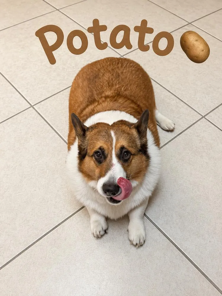 An adult large-sized male Tricolor (Brown, Black, & White) Cardigan Welsh Corgi dog named Potato for adoption in Orlando, FL