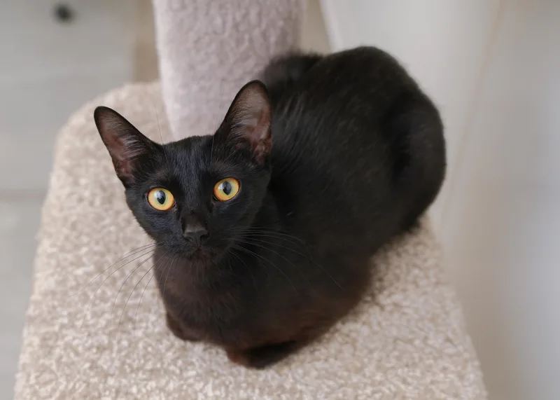 An adult medium-sized female Black Domestic Short Hair cat named Lotus for adoption in Boise, ID
