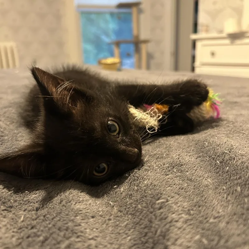A baby small-sized male Black Domestic Short Hair cat named Negroni for adoption in Evanston, IL