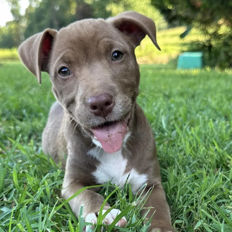 Phoebe Pupcake thumbnail 2