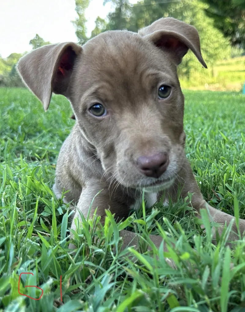Phoebe Pupcake thumbnail 4