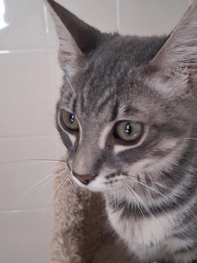 Gus