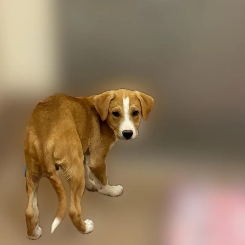 A baby small-sized male Brown / Chocolate Yellow Labrador Retriever dog named Rome for adoption in Reno, NV