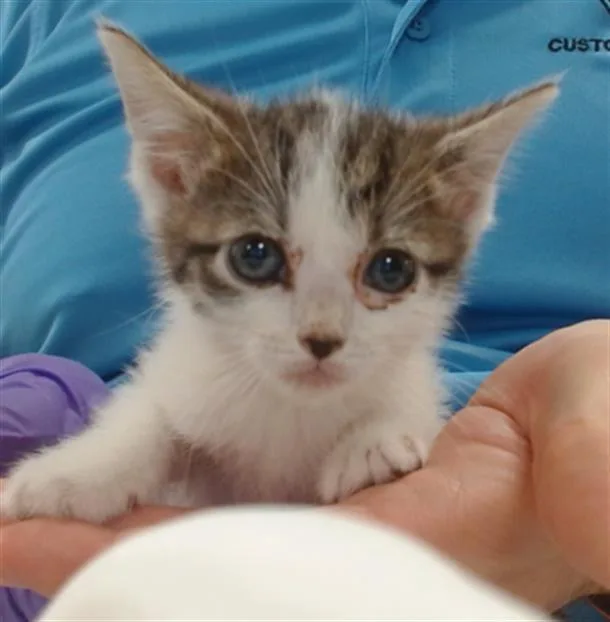 A baby small-sized female Domestic Short Hair cat named Grimlock for adoption in Miami, FL