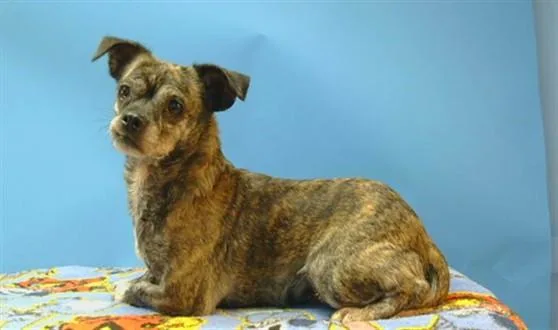 An adult small-sized female Chihuahua dog named A for adoption in Gardena, CA