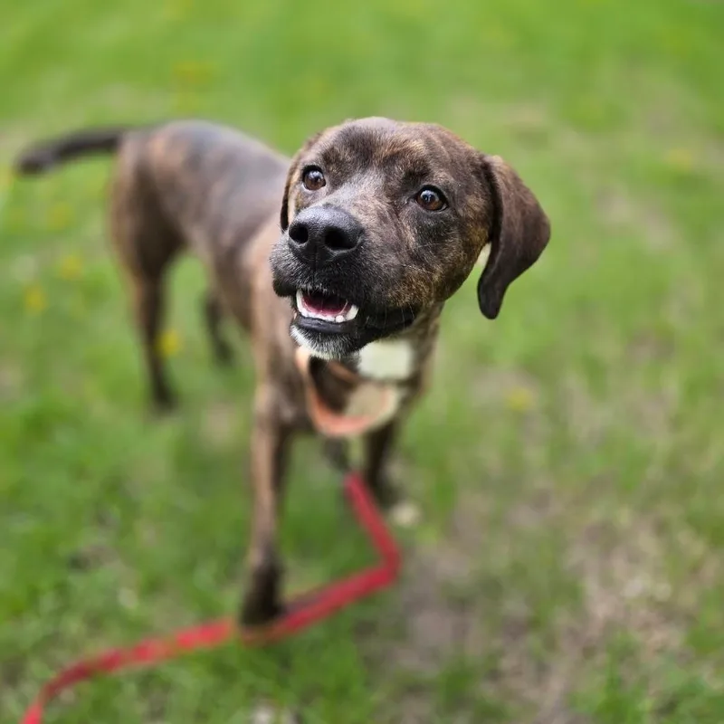 An adult medium-sized male Brindle Pit Bull Terrier dog named Pippin for adoption in Rock Falls, IL