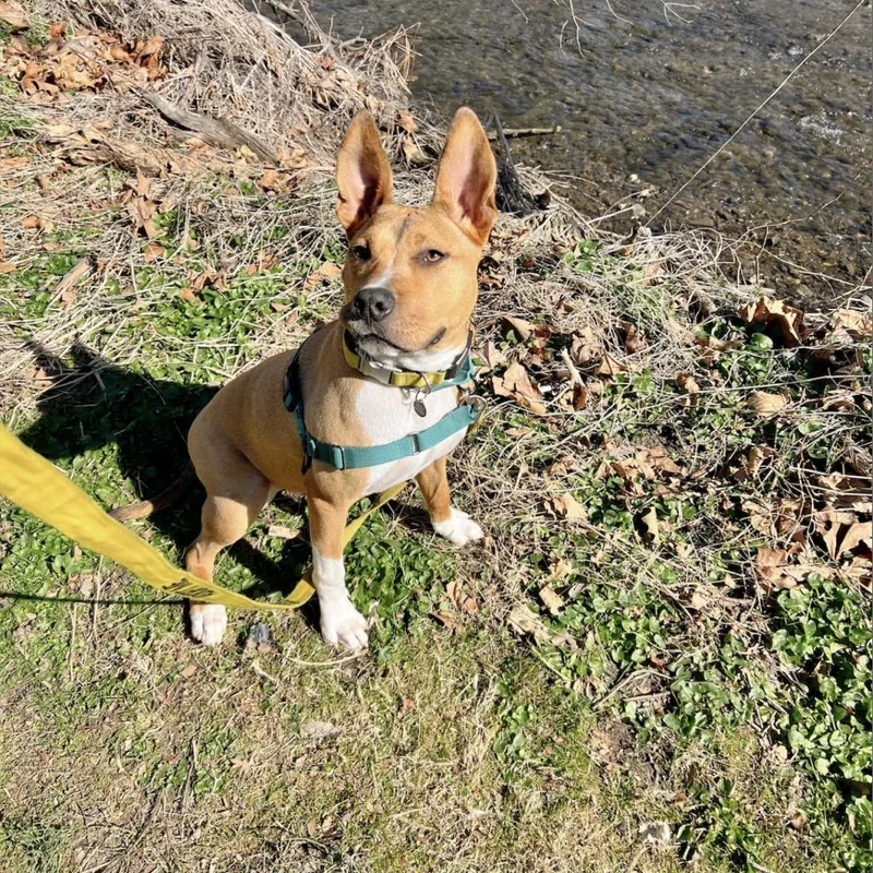 An adult medium-sized male Terrier dog named Buster Brown for adoption in Wilmington, DE