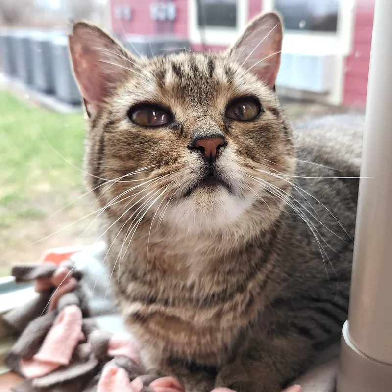A senior medium-sized female Tabby (Brown / Chocolate) Tabby cat named Meemaw for adoption in Marshfield, WI