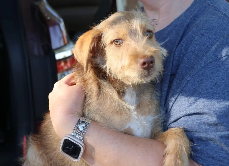 A baby medium-sized male Apricot / Beige Schnauzer dog named Scooter for adoption in Pflugerville, TX
