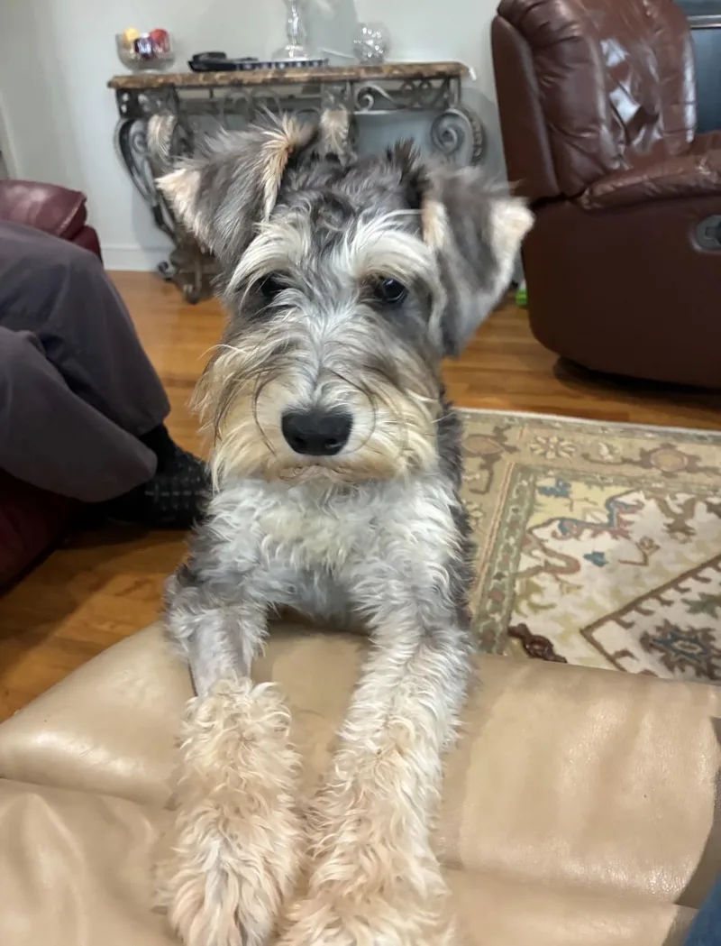 A young small-sized male Schnauzer dog named Ace for adoption in Taunton, MA