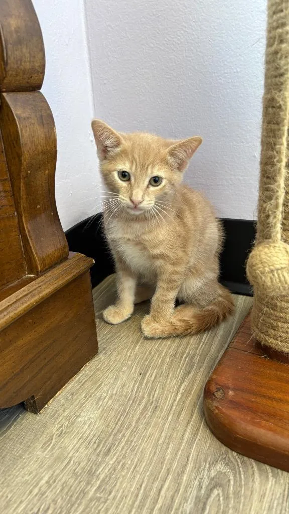 A baby medium-sized male Domestic Short Hair cat named Maxwell for adoption in Lewisville, TX