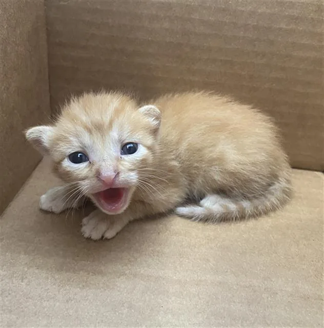 A baby medium-sized male Domestic Short Hair cat named Oliver for adoption in Dallas, TX
