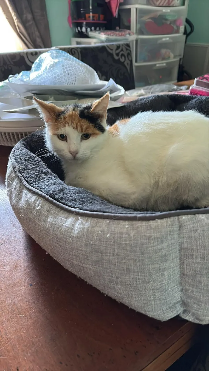 An adult medium-sized female Domestic Short Hair cat named Zoey for adoption in Spring Hill, FL