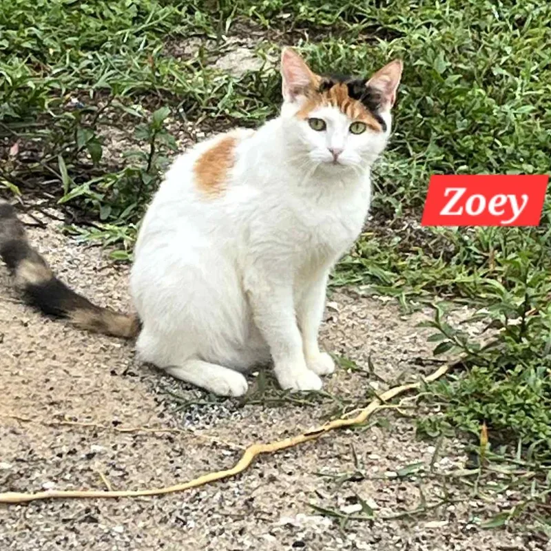 Zoey thumbnail 2