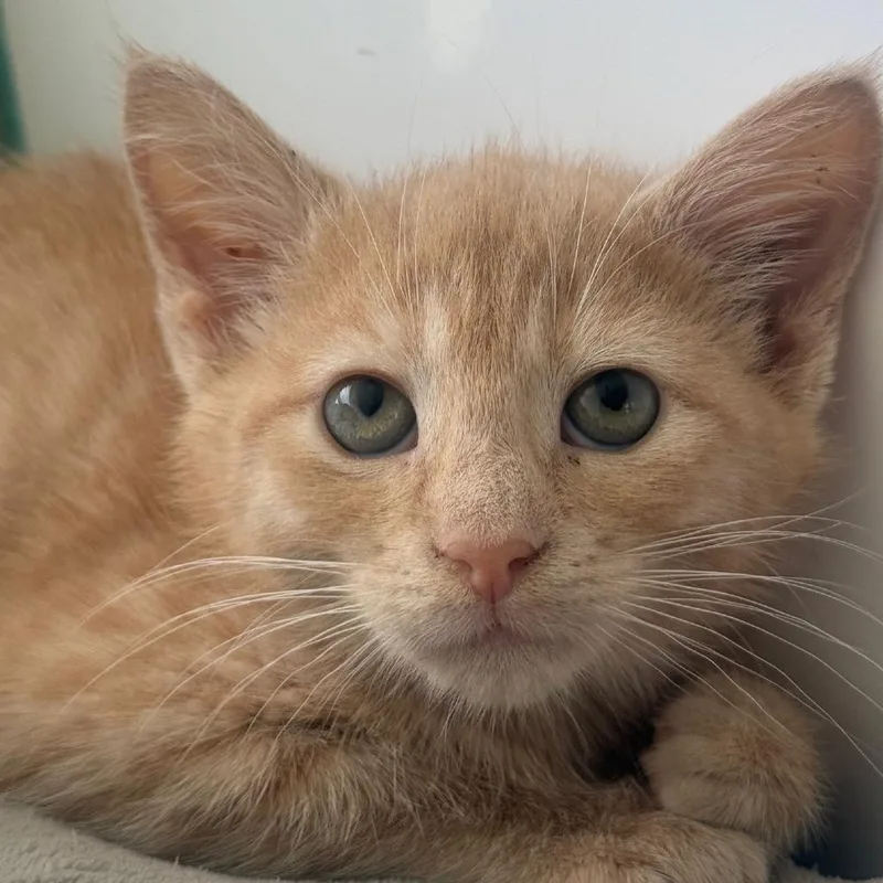 A baby small-sized male Buff / Tan / Fawn Domestic Short Hair cat named Criston for adoption in Ridgely, MD