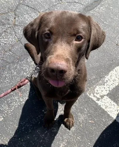 A young medium-sized male Chocolate Labrador Retriever dog named Bruin for adoption in Killingworth, CT
