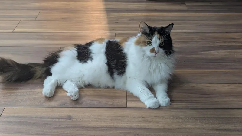 A senior medium-sized female Domestic Long Hair cat named Callie for adoption in Fairfax, VA