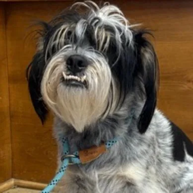 An adult small-sized male Black Mixed Breed dog named Chumlee for adoption in Wickenburg, AZ