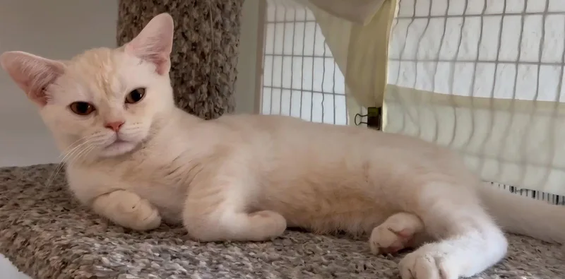 An adult medium-sized male American Shorthair cat named Wisp for adoption in Phoenix, AZ